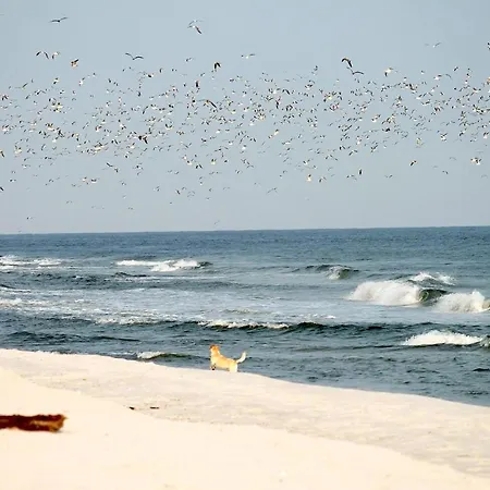 דירה White Pearl 0.15 *